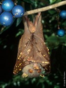 Eastern Tube Nosed Bat (Quigley, n.d.)