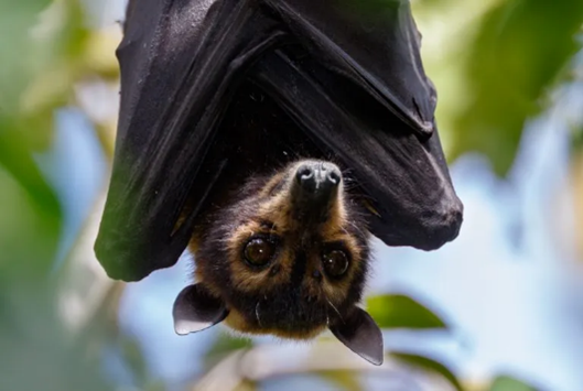 Spectacled Flying Fox Adult (Clean Air and Urban Landscapes Hub, n.d.)