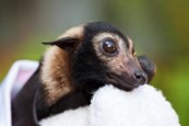 Spectacled Flying Fox Pup (Suzy, n.d.)